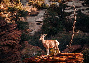 Vigilant Mountain Goat