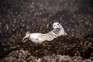 Smile for the Seal
