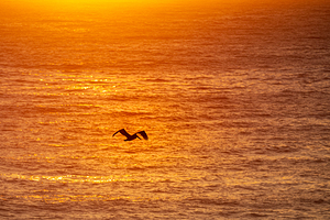 Sunset Pelican