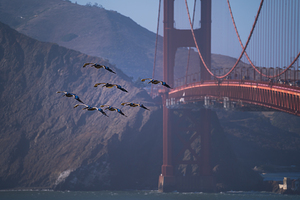 Golden Pelicans