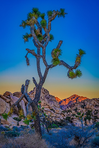 Joshua Tree