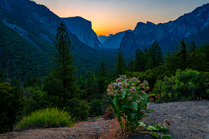 Yosemite Wild Flowers