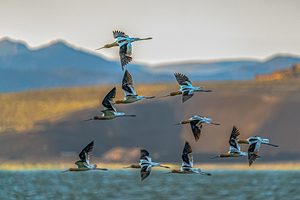 Birds in Flight