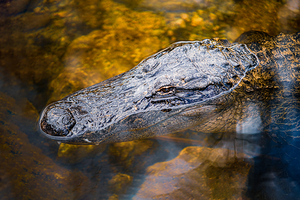 Alegator Portrait
