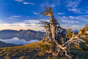 Crater Lale Tree