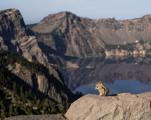 Crater Chipmunk