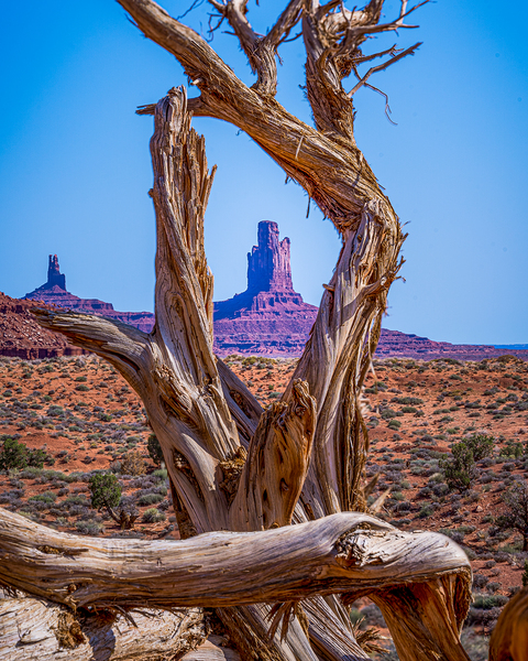 Tree Hole View Monument Valley by Geoffrey Prior
