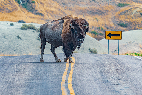 Bison Crossing Print