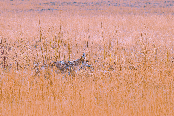 Badlands Cayote Print