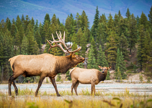 Elk Couple Print