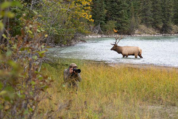 Elk Shot
