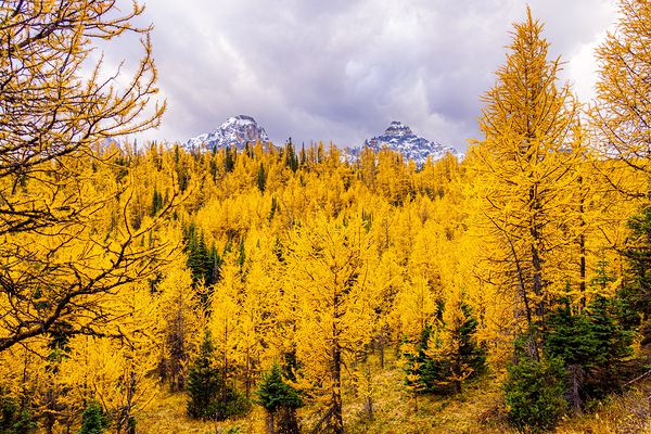 Larch Valley Gold