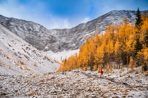 Larch Valley