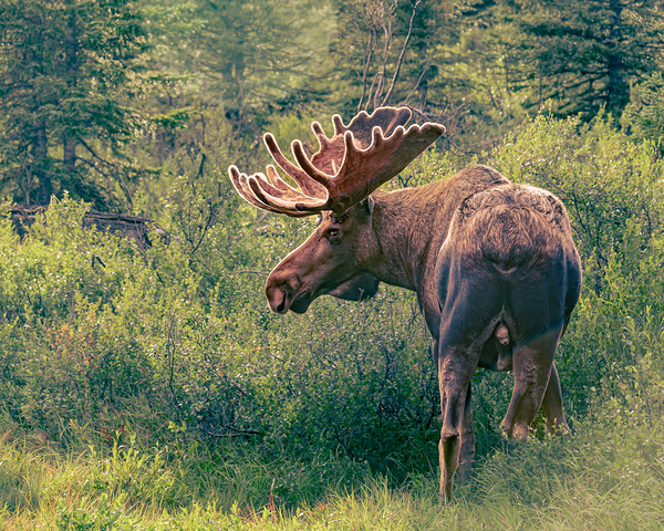Moose Nub End