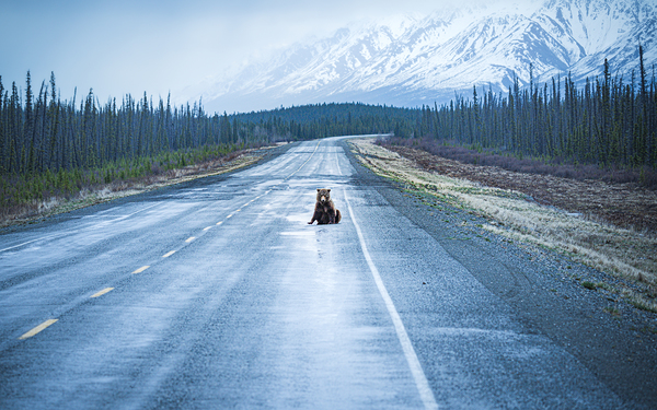Bear Break