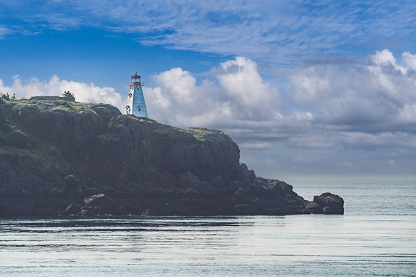 Boars Head Light Print