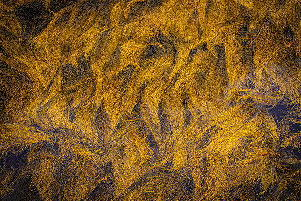 Blue Rocks Kelp Print