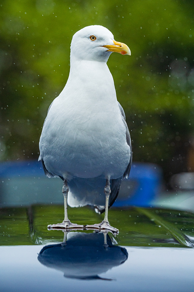 Pround Seagul