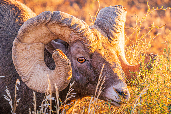 Big Horn Eye