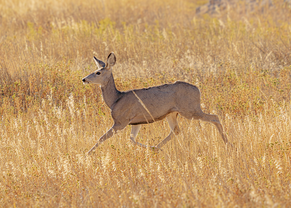 Deer Prance