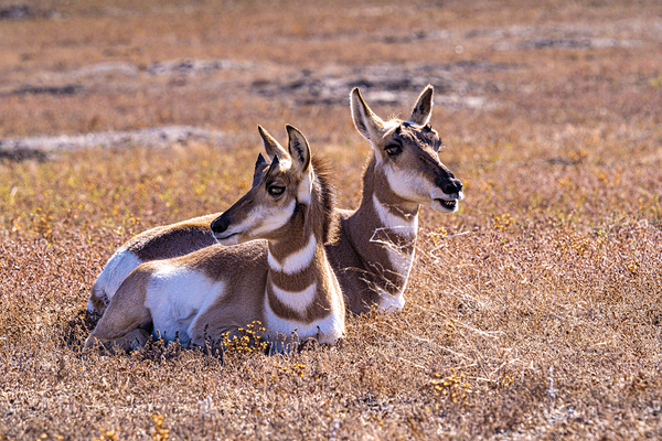 Pronghorn Couple