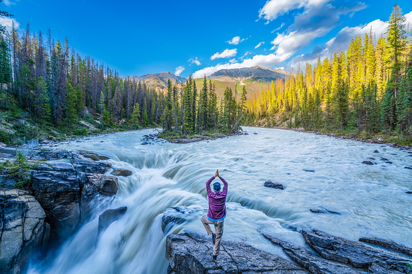 Tree Pose over Sunwapta Falls Print