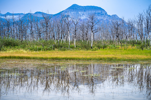 Waterton Lakes Trees