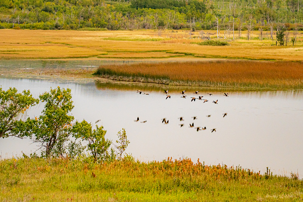 Waterton Lakess Geese  Print
