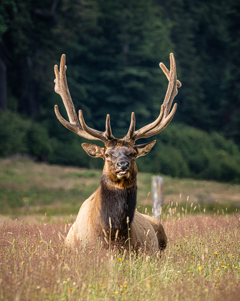 Elk Tongue