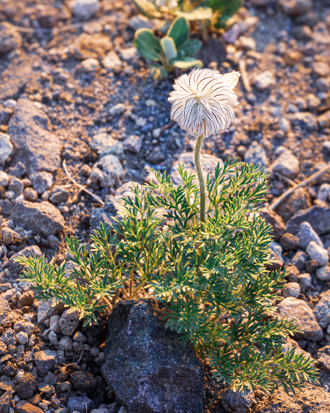 Crater Lake Wildflowers Print