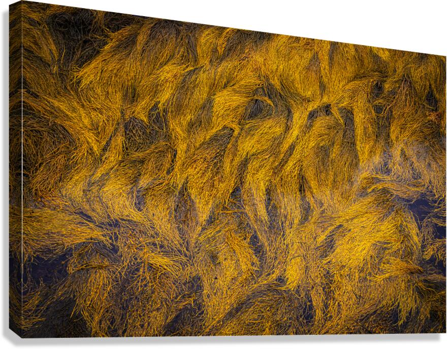 Blue Rocks Kelp Canvas Print
