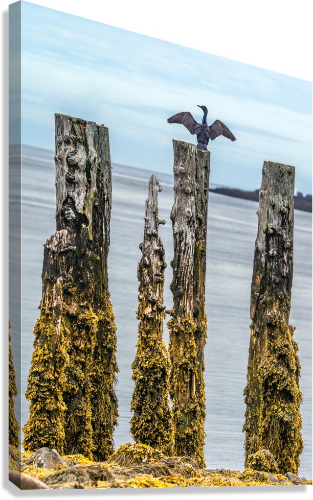 Air Drying Canvas Print