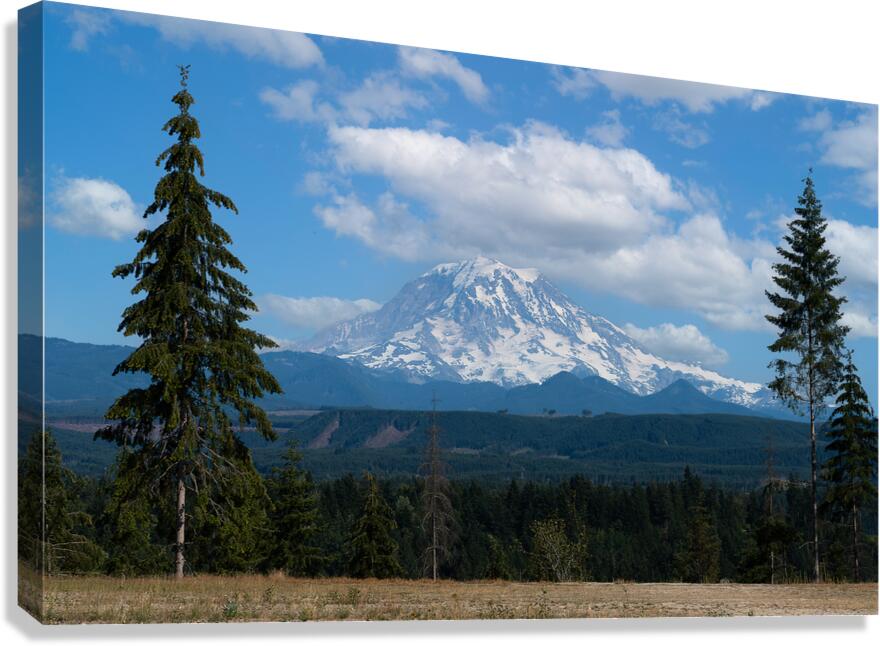 Two Pine Rainier Canvas Print