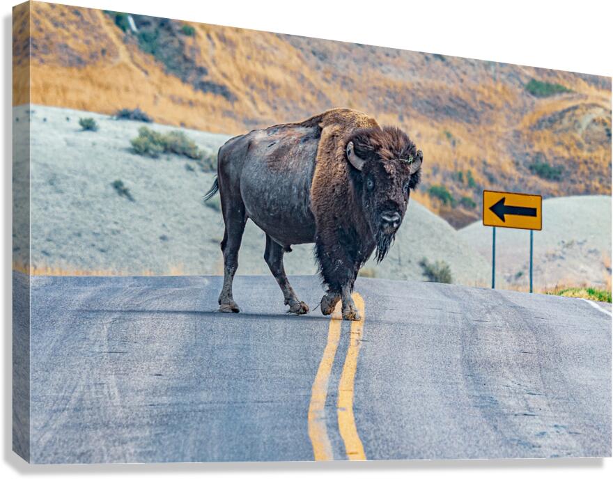 Bison Crossing Canvas Print