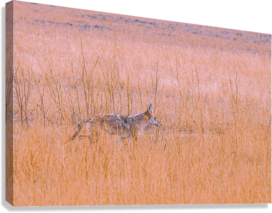 Badlands Cayote Canvas Print