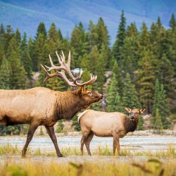 Elk Couple