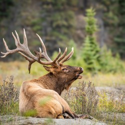 Bugaling Elk