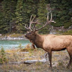 Bugaling Elk