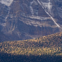 Golden Larches Banff