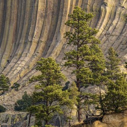 Devils Tower Tree