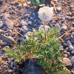 Crater Lake Wildflowers