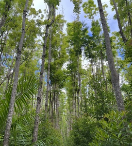 Treescape