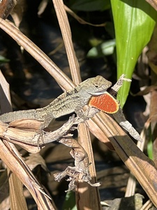 Gecko Challenge