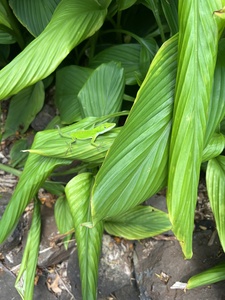 Envious Green