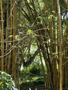 kauai Bamboo