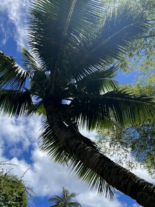 Kauai Palm