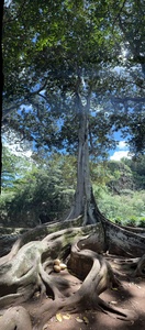 Kauai Fig & Eggs