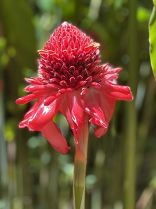 Stunning Red
