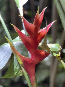 Red Pleasure