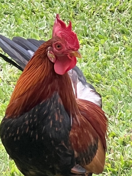 Kauai Rooster Print